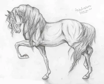 Милые рисунки лошадей (54 фото) » Рисунки для срисовки и не только