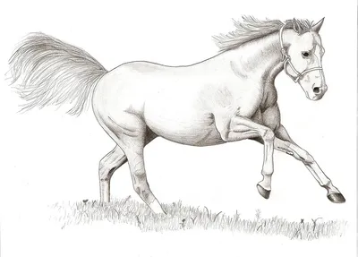 Как нарисовать ЛОШАДЬ поэтапно для детей | Рисунок лошади поэтапно для  срисовки | Няня Уля | Няня Уля - Уроки рисования | Дзен