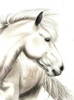 Рисунки для срисовки табун лошадей (56 фото) 🔥 Прикольные картинки и юмор  | Horse coloring pages, Horse coloring books, Adult coloring pages