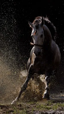 Обои Паломино лошадь, паломино, жеребец, конь, сенокосное угодье на телефон  Android, 1080x1920 картинки и фото бесплатно