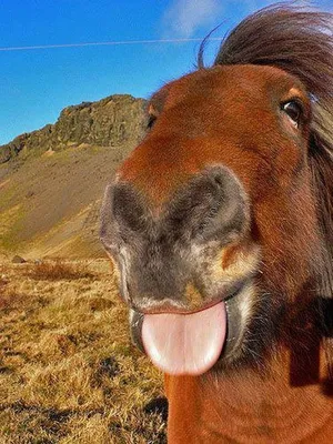 Funny horses, Funny horse pictures, Funny animals