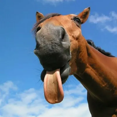 Язык лошади - 69 фото