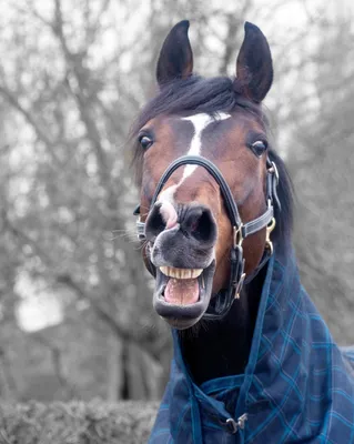 Смешные лошади - красивые фото