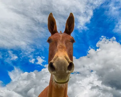 Улыбка лошади - 70 фото