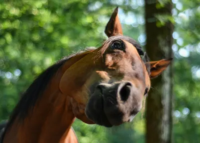 Приколы с лошадьми (60 картинок) ⚡ Фаник.ру