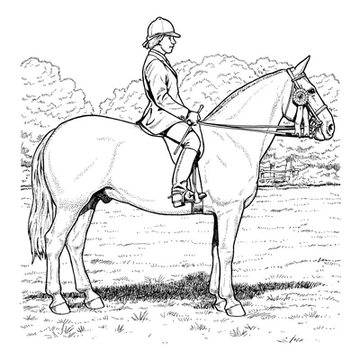Раскраска Прелестная девушка на лошади распечатать - Лошади и пони