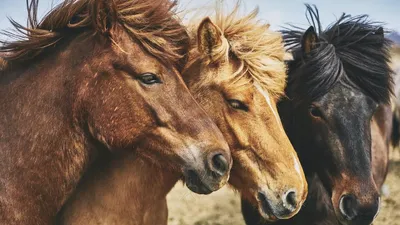 Лошадь эстетика в 2022 г | Фотографии лошадей, Лошадь обои, Лошади |  Фотографии лошадей, Лошади, Лошадь обои