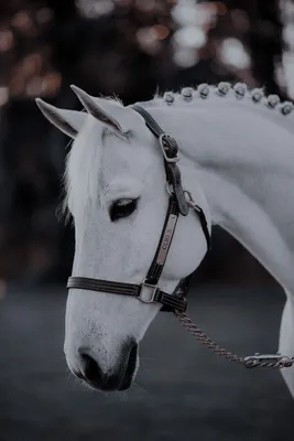 Лошади КСК Левадия, horse | серая лошадь, Лошади, фотографии… | Flickr