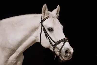 Хадисы о достоинстве лошадей | muslim.kz