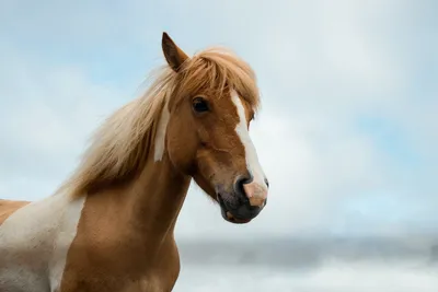 К чему снится лошадь — сонник: лошадь во сне | 7Дней.ру