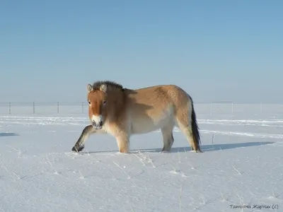 Зимовка диких лошадей в Оренбуржье: пржевальцы справились на «отлично»