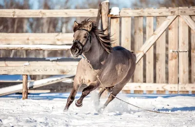 арабская зима лошади стоковое фото. изображение насчитывающей ферма -  19428076