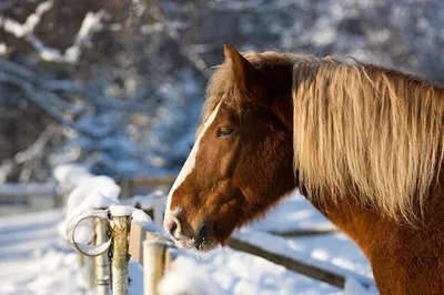 Фото Лошади Сани в упряжке зимой Животные