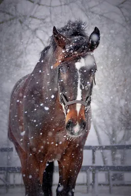 Лошадь вороной конь зимой, красиво …» — создано в Шедевруме