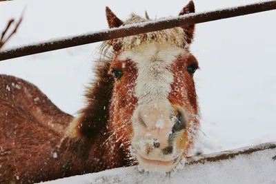 Дикие лошади зимой стоковое изображение. изображение насчитывающей серо -  208410883