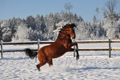 Купить картину на холсте \"Белая лошадь зимой бежит галопом\" в iArt