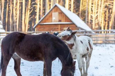 Лошадь в горах зимой | Премиум Фото