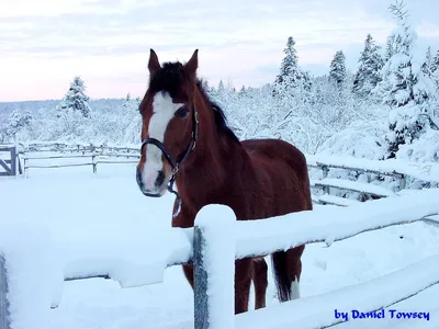 лошадь #конныйклуб #фотосессияслошадью #семья #фото #зимнийлес #зима #снег  #сугробы #прогулка #фотопрогулка | Лошади, Прогулки