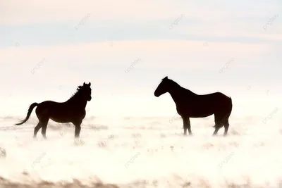 Фотосессия с лошадьми зимой имеет свой шарм! Особенно когда хлопьями идёт  снег... Или в морозный солнечный день с искрящимися снежинками и… |  Instagram