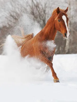 Картина по номерам \"Лошади зимой\"