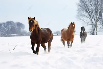 Сибирь приучает к холоду на удивление быстро: якутской лошади нипочем мороз  в 55 градусов (Helsingin Sanomat, Финляндия) | 07.10.2022, ИноСМИ