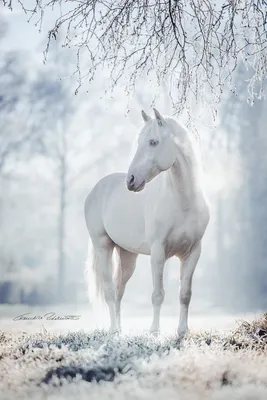 Лошади На Снегу Заносов Зимой Стоковые Фотографии | FreeImages