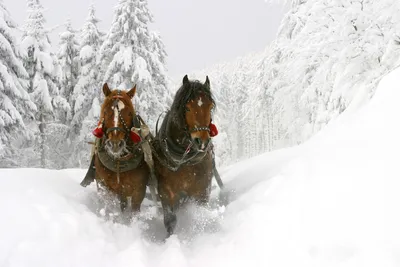 Содержание лошадей зимой | EquiLife.ru - Первый Конный журнал online