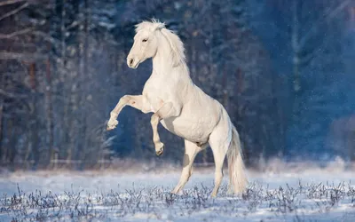 Красивые лошади зимой стоковое фото. изображение насчитывающей свобода -  200873922