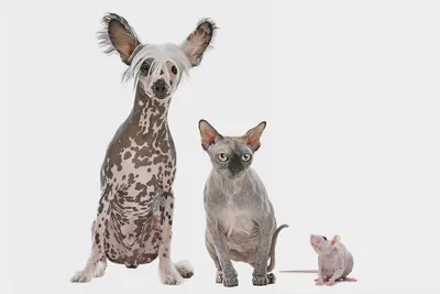 Порода лысых кошек - название и фото пород, какие бывают лысые породы |  Pet-Yes