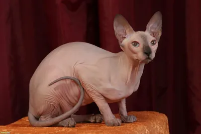 Толстая лысая кошка (27 фото) | Кошка сфинкс, Кошки, Кот