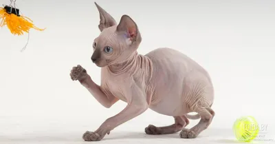 Почему кошки породы сфинкс - лысые?