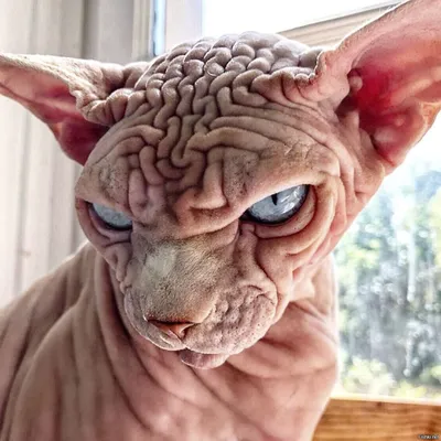 Инопланетный кот» донской породы