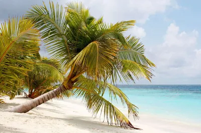 Мальдивы. Бикини Пляжи и Дикий Остров! - YouTube