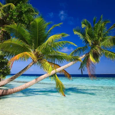 Лучшие пляжи Мальдив | Море. Пляжи. Острова.