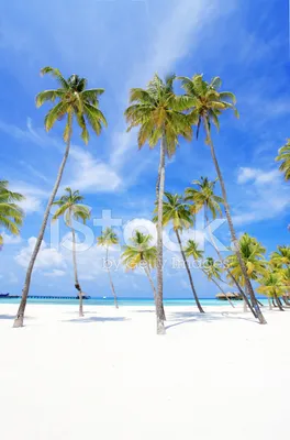 Пляж (Мальдивы) - ePuzzle фотоголоволомка