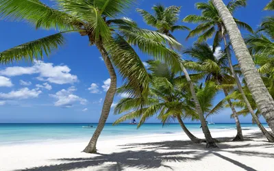 пляж с морским пейзажем острова и атолла мальдивы острова в индийском  океане азии индийский океан мальдивы морской пейзаж пляж Фото Фон И  картинка для бесплатной загрузки - Pngtree