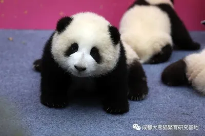 Cемь детенышей больших панд впервые показали в Китае. Осторожно, очень  милые фото!