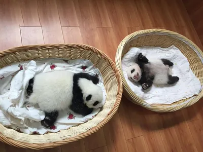Маленькие панды празднуют китайский Новый год - Животное панда:  энциклопедия, все про панду!