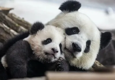 Маленькие панды - красивые фото