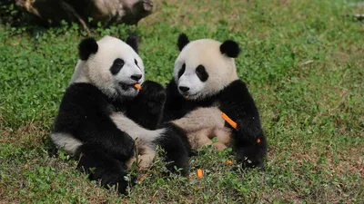 В Китае показали девять маленьких панд, родившихся во время пандемии
