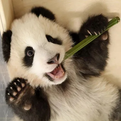В Китае показали девять маленьких панд, родившихся во время пандемии