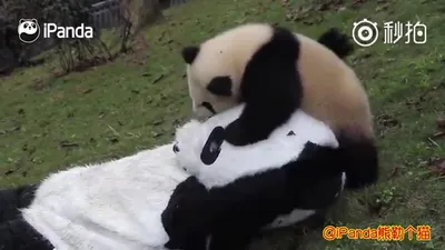 Мама панда обнимает своего маленького…» — создано в Шедевруме
