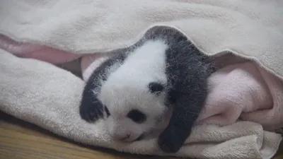 Маленькие Панды самые шикарные животные на свете)) | Детский сад для маленьких  панд (Китай) | Пикабу