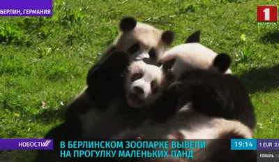 Как маленьких панд отправляют в большой мир - BBC News Русская служба