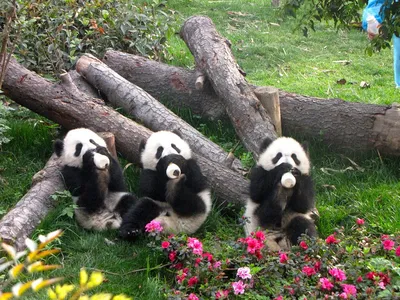 В Берлинском зоопарке вывели на прогулку маленьких панд