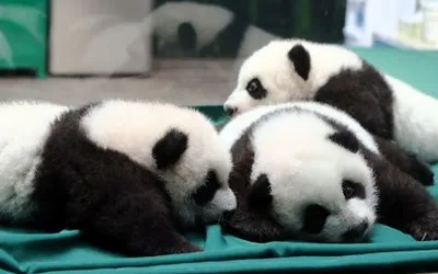 Маленькие большие панды: как китайцы заботятся о своих любимых животных.  Документальный фильм Би-би-си - BBC News Русская служба