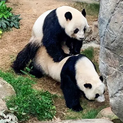 Детский сад для маленьких панд в Китае | VLADMAMA.RU