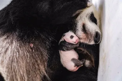 Зачем рабочие зоопарка вручную меняют маленьких панд для кормления у  матери? — Музей фактов