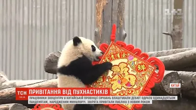 В Сети обнародованы трогательные фото и видео из «детского сада для панд» в  Китае | Новини України - #Букви
