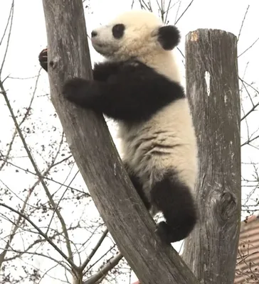 Видео: маленькие «панды-хулиганы» развеселили Сеть